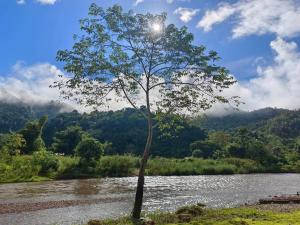 a tree in the middle of a river at Rimwa Riwa Camp in Ban Huai Mi