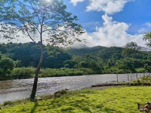 a tree sitting next to a river with a mountain at ริมว้าริว่า แคมป์ Rimwa Riwa Camp บ่อเกลือ น่าน in Ban Huai Mi