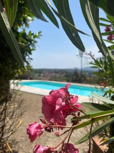 una flor rosa frente a una piscina en Maison individuelle avec piscine à Grasse, en Grasse