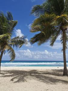 two palm trees on a beach with the ocean at Villa Créoléna in Anse-Bertrand