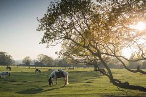 a horse grazing in a field under a tree at The Chalet In The New Forest - 5 km from Peppa Pig! in Southampton