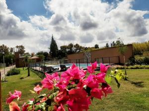 a bunch of pink flowers in a yard at DORMITORIOS RURALES Rosa Oliva in Albardón