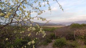 a view of a field from a hill with a tree at El Cardon - Casa de Campo in Coronel Moldes