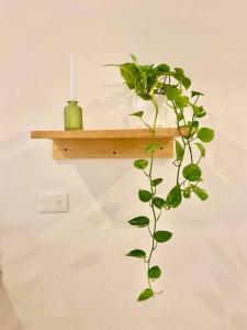 uma planta numa prateleira de madeira numa parede em Casa Sabina 2 • Cosy Apt. with Wifi & TV em Holbox