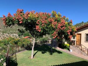un árbol con flores rojas en un patio junto a una casa en Villa Campestre La Soledad en Colón