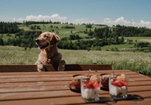 un perro está sentado en una mesa de picnic con en Domki Pod Wulkanem, en Krośnica