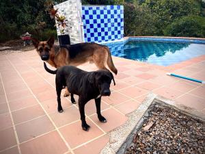 Lemmikki tai lemmikkejä, jotka yöpyvät majoituspaikassa Casa Campestre Villa de los Angeles
