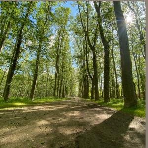 een onverharde weg in een bos met bomen bij Modern Apartament al costat del Parc de la Devesa in Girona