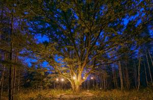 a tree with lights on it in a forest at night at Forestic Lietuva in Vilionys