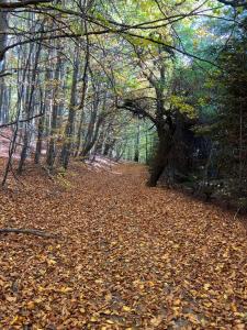 einen Weg, der von Blättern bedeckt ist im Wald in der Unterkunft M&V Infinit in Sălătrucel