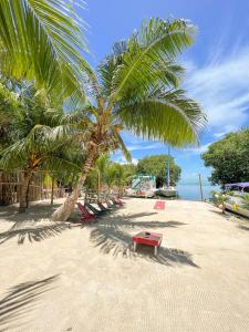 a sandy beach with palm trees and a red bench at Bella's Backpackers Hostel in Caye Caulker