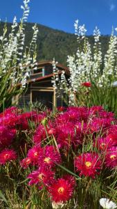 um monte de flores cor-de-rosa em frente a uma casa em CABAÑAS RUCA MALAL em Futrono