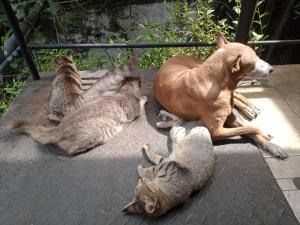 un perro y cuatro gatos sentados uno al lado del otro en Mini's Residence, en Colombo