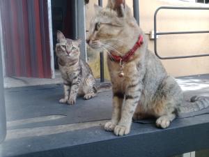 dos gatos sentados uno al lado del otro en un porche en Mini's Residence, en Colombo
