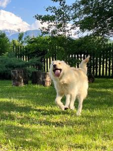 a white dog running in a field of grass at Pensiunea Aron 2 in Bran