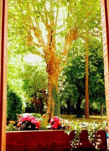 een uitzicht op een boom met bloemen in een park bij La Scierie in Quillan