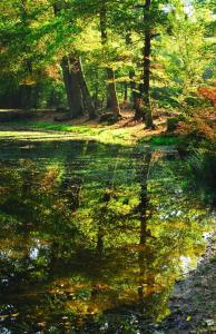 une réflexion sur les arbres d'un bassin d'eau dans l'établissement Studio lumineux Maisons-Laffitte, à Maisons-Laffitte