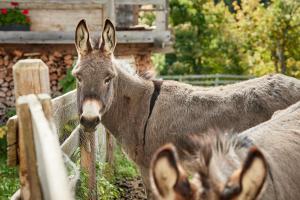 a donkey and a zebra standing next to a fence at Mareiter Stein Blasighof in Racines
