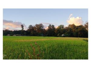 BhurkīāにあるTiger Land Homestayの背景の緑草原