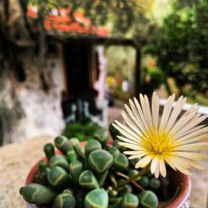 a flower in a potted plant on a table at kalivi in Skiathos