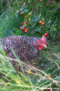 Φωτογραφία από το άλμπουμ του Ferienhaus Helga σε Absberg