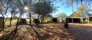 un grupo de tiendas de campaña y árboles en un campo en Thorn Tree Bush Camp, en Klipdrift