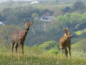 Zvířata v farmy nebo okolí + 12 fotografií