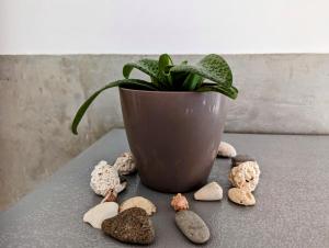 eine Topfpflanze neben einer Vase mit Steinen um sie herum in der Unterkunft Tropical Leaves Sea view penthouse in Sal Rei