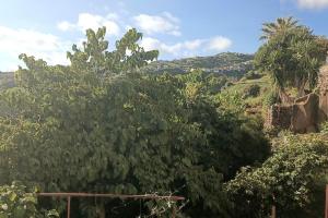 a group of trees with mountains in the background at Casa Bela Vista Studio 2 in Ribeira Brava