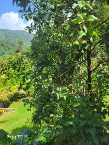 a tree with lots of green fruits on it at Zaboca apartment in Roseau