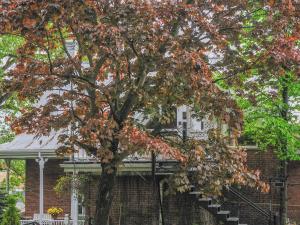 a tree with colorful leaves in front of a house at Appartement Jacques Cartier in Saguenay