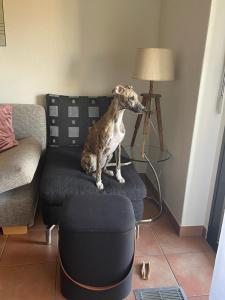 Zona de estar de Ferienwohnung mit Garten und Pool in Ascona