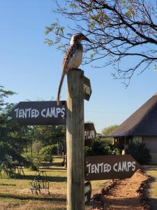 a bird sitting on top of a wooden sign at Thorn Tree Bush Camp in Klipdrift