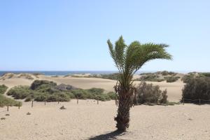 uma palmeira no meio de uma praia em Confortevole appartamento playa del ingles em Maspalomas