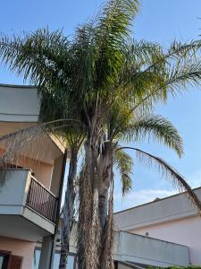a palm tree in front of a building at Fenix Villa in Noicattaro