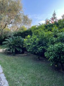 a garden with green bushes and trees and grass at Fenix Villa in Noicattaro