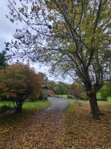 a tree on a road with a house in the background at A Restful Studio Near a Creek and Forest - Pet Friendly in Roseburg