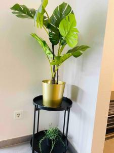 a plant in a yellow pot on a black stand at New One bedroom Flat- Terrace & Parking in Luxembourg