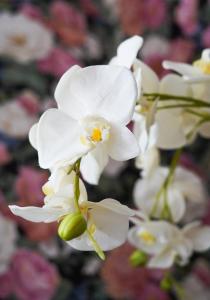un grupo de flores blancas en una planta en 40Winks en Durham