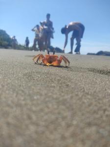 Fotografie z fotogalerie ubytování Ecohotel Riomar Mecana v destinaci Bahía Solano
