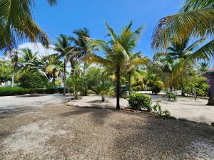 um grupo de palmeiras numa praia arenosa em Coco's Beachfront Cabanas em Seine Bight Village