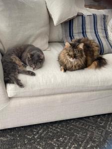 Gallery image of It's Paradise Here, Private Room with Breakfast and 2 cats in Wollongong