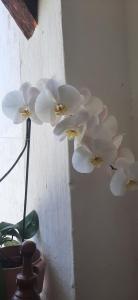 Galería fotográfica de Casa Orquidea Hostal Barichara en Barichara 22 fotos más