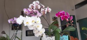 Galería fotográfica de Casa Orquidea Hostal Barichara en Barichara