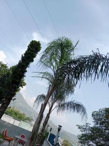a palm tree with a mountain in the background at Kashmir lodge in Muzaffarabad