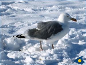 バンシンにあるForum Marinar Whg 21の雪雲に立つカモメ