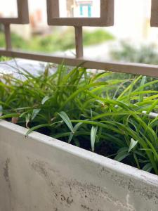 a garden with green plants in a planter at Residence La Peonia in Sassari