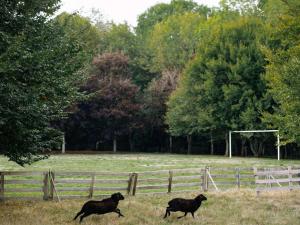 deux animaux noirs qui courent dans un champ à côté d'une clôture dans l'établissement Mercure Parc du Coudray - Barbizon, à Le Coudray-Montceaux