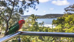 un pájaro rojo y verde sentado en la parte superior de un carril en Bouddi Bush Retreat with Bay Views, en Booker Bay