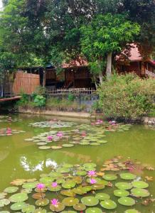 um lago cheio de lírios e flores cor-de-rosa em Homestay Chung Thúy em Ha Giang